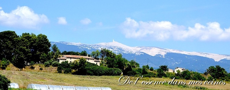 Balade Provençale : "Le Ventoux en Sub" - Team Subaru Pernois 33